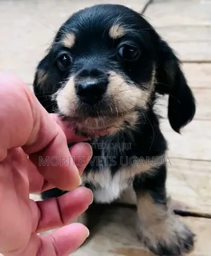 0-1 month Male Purebred Dachshund