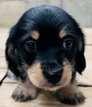 1-3 months Female Purebred Dachshund