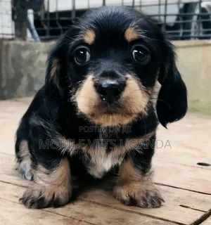 1-3 months Male Purebred Dachshund