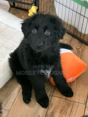 1-3 months Male Purebred German Shepherd