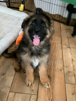 3-6 months Female Purebred German Shepherd