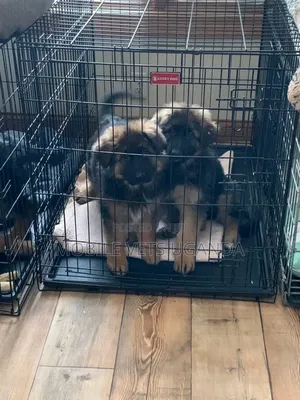 1-3 months Male Purebred German Shepherd