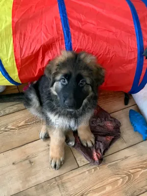 1-3 months Female Purebred German Shepherd