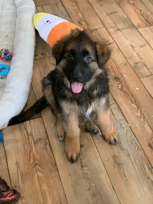 3-6 months Male Purebred German Shepherd