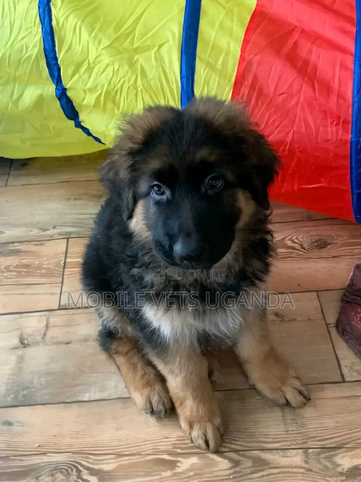 0-1 month Female Purebred German Shepherd