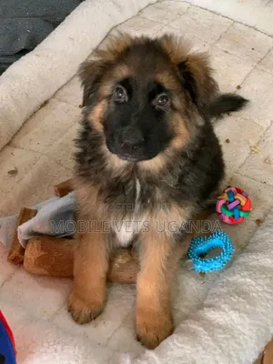 3-6 months Female Purebred German Shepherd