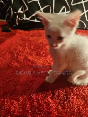 3-6 months Male Purebred British Shorthair