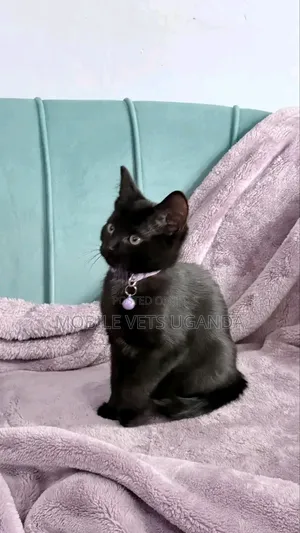 1-3 months Male Purebred Korat
