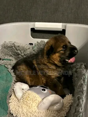 1-3 months Female Purebred German Shepherd