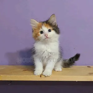 1-3 months Male Purebred British Shorthair