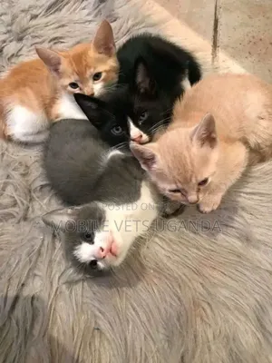 0-1 month Female Purebred British Shorthair