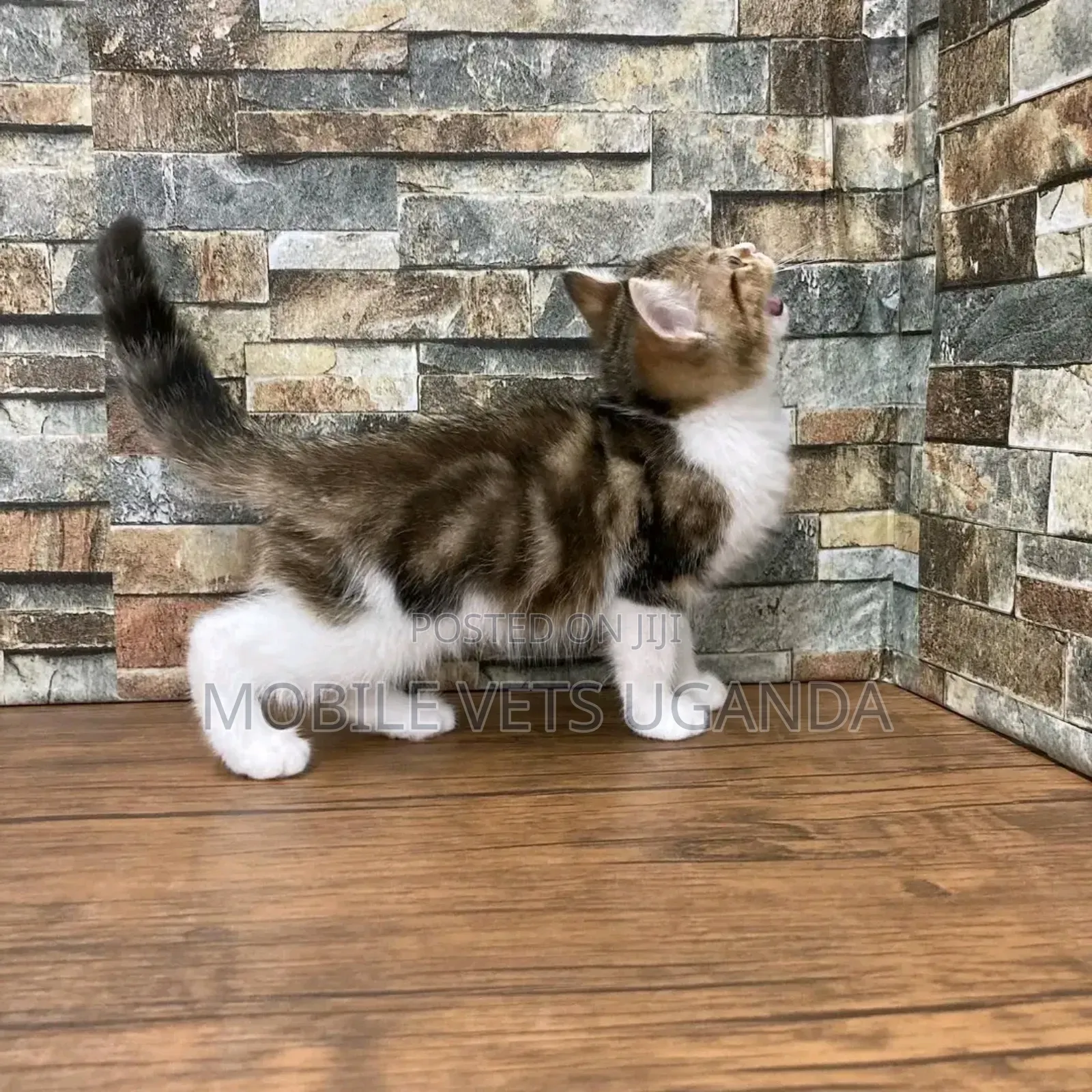 1-3 months Male Purebred Korat