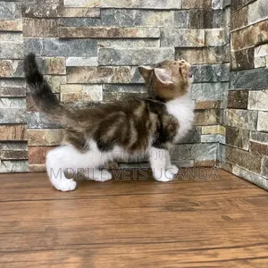 1-3 months Male Purebred Korat