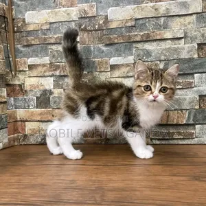 0-1 month Female Purebred Oriental