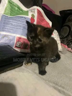 0-1 month Female Purebred Maine Coon