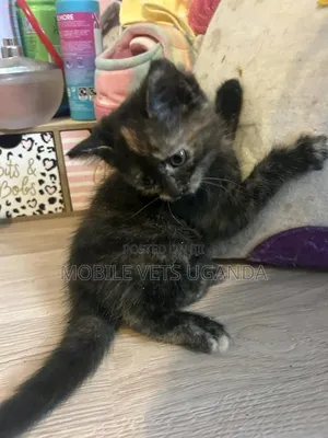 1-3 months Female Purebred Sphynx