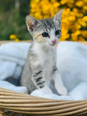 1-3 months Female Purebred Tonkinese