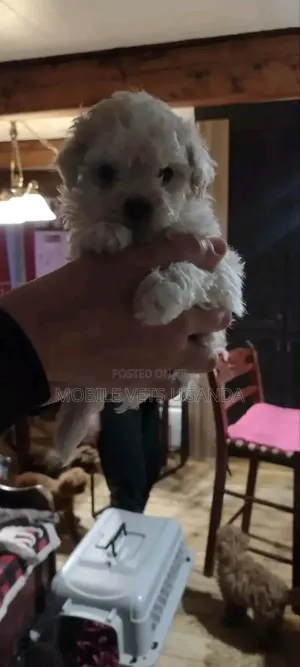 0-1 month Male Purebred Maltese