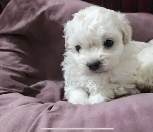 1-3 months Male Purebred Maltese
