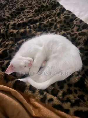 3-6 months Male Purebred Bombay