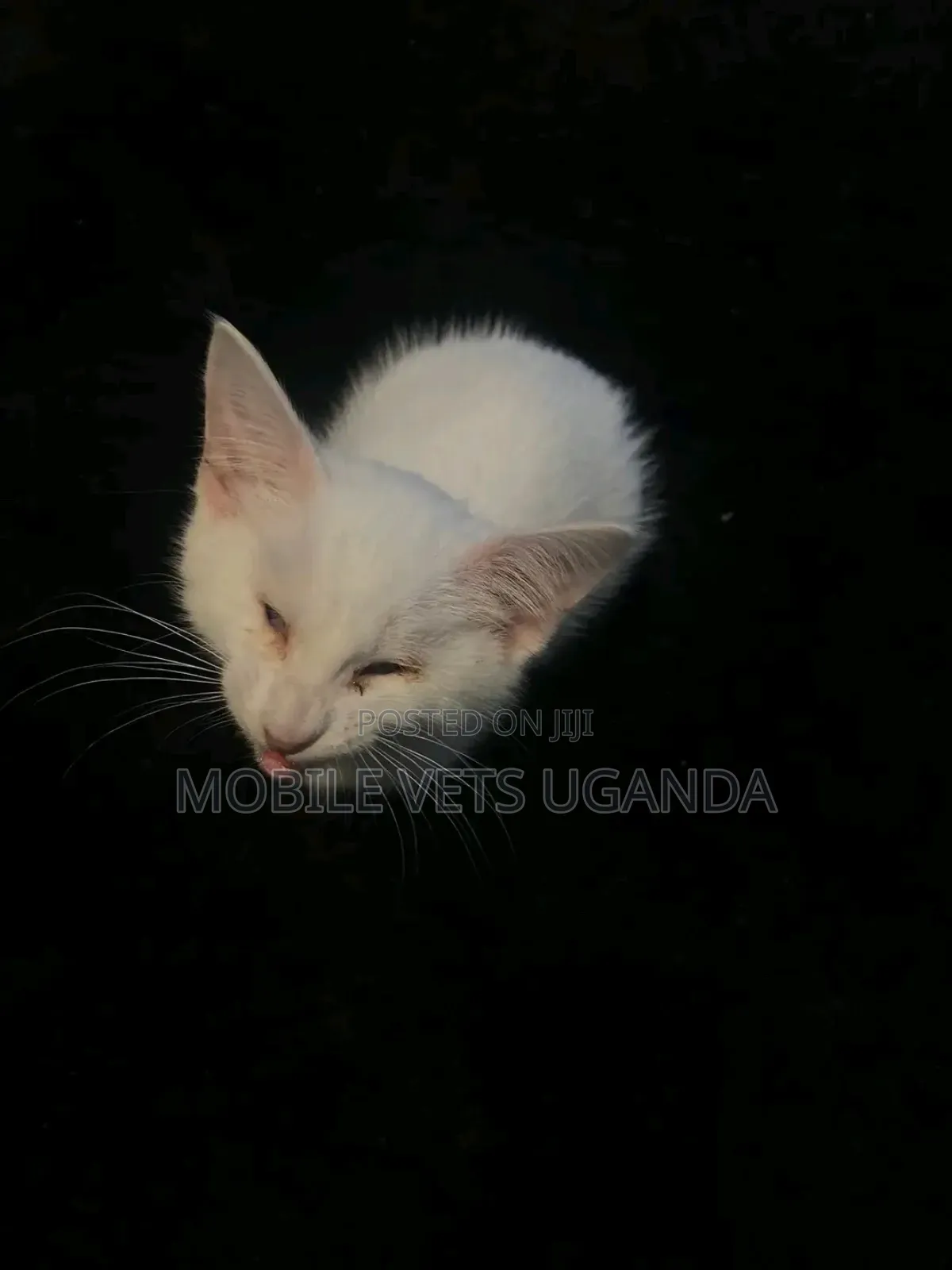 1-3 months Female Purebred American Bobtail