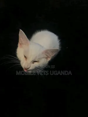 1-3 months Female Purebred American Bobtail