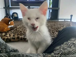 1-3 months Male Purebred Balinese