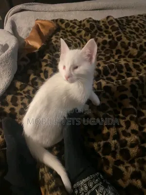 1-3 months Female Purebred Nebelung
