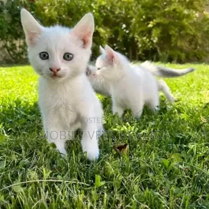1-3 months Male Purebred Birman