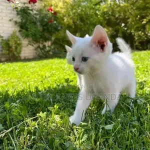 0-1 month Female Purebred Nebelung