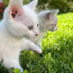 1-3 months Male Purebred Singapura