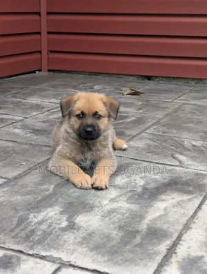 1-3 months Female Purebred German Shepherd