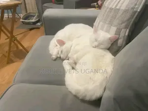 6-12 months Male Purebred Savannah