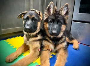 1-3 months Male Purebred German Shepherd