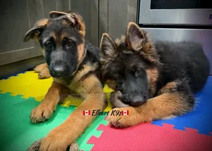 1-3 months Female Purebred German Shepherd