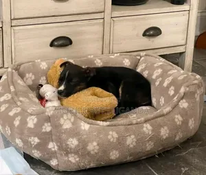 1-3 months Male Purebred American Pit Bull Terrier
