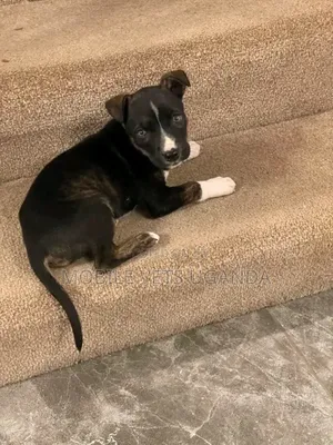0-1 month Female Purebred American Pit Bull Terrier