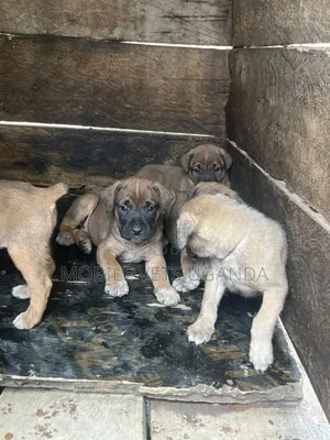1-3 months Male Purebred Boerboel