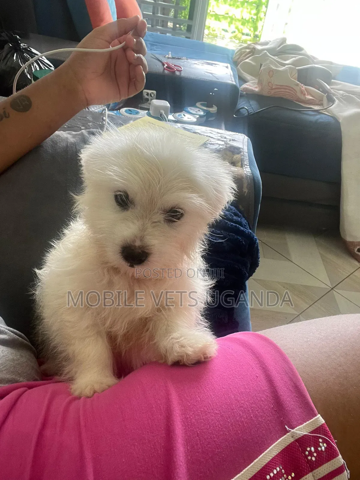 1-3 months Female Purebred Maltese