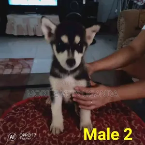 3-6 months Male Purebred Siberian Husky