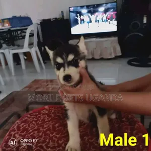 1-3 months Male Purebred Siberian Husky