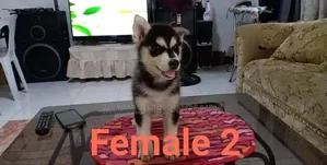 0-1 month Female Purebred Siberian Husky