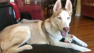 3-6 months Male Purebred Siberian Husky