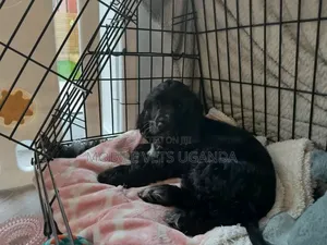 1-3 months Male Purebred English Springer Spaniel