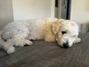 3-6 months Female Purebred Maltese
