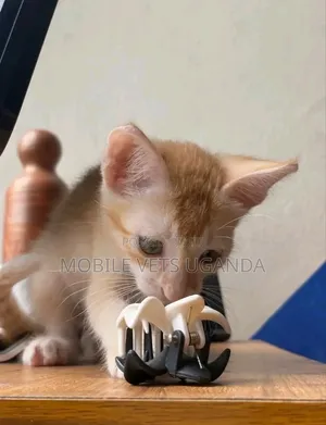 1-3 months Male Purebred Bengal