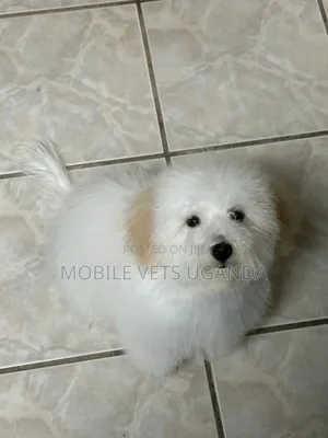 1-3 months Male Purebred Maltese