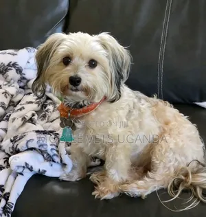 3-6 months Male Purebred Maltese