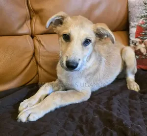 1-3 months Female Purebred German Shepherd