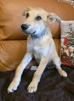 3-6 months Female Purebred German Shepherd